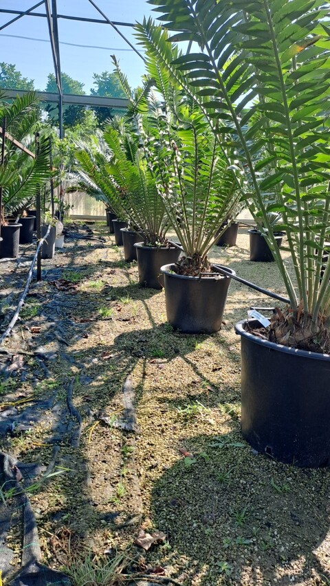 Encephalartos natalensis Pianta Ornamentale VASO 35