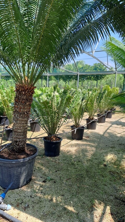 Encephalartos natalensis Pianta Ornamentale VASO 35
