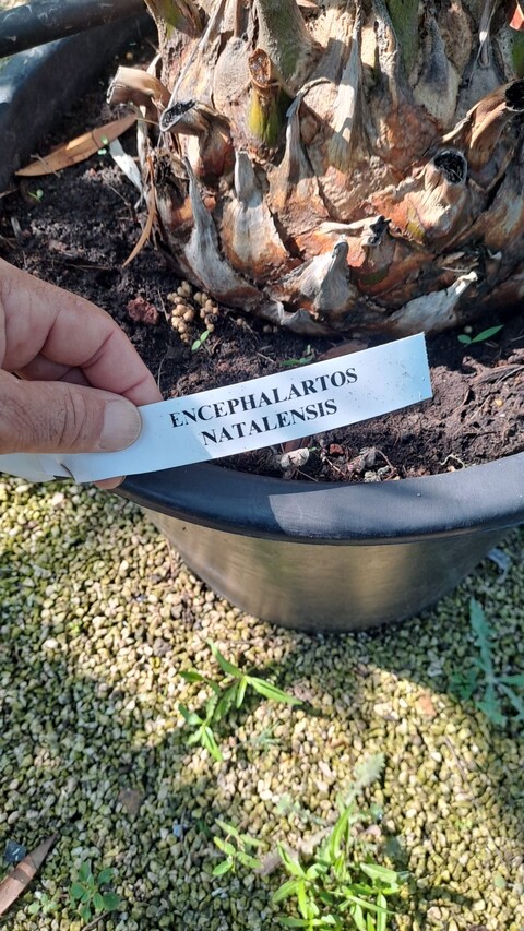 Encephalartos natalensis Pianta Ornamentale VASO 35
