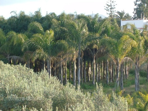 COCUS PLUMOSA DA ZOLLA ALT. 16 MT