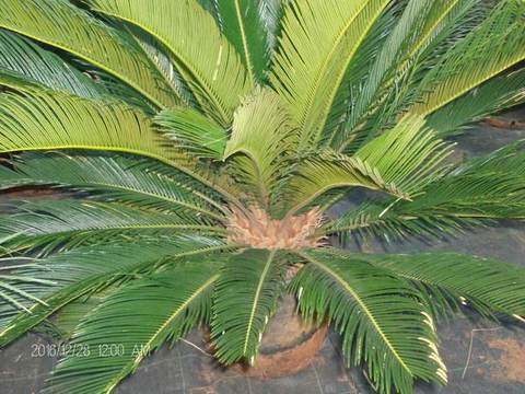 CYCAS REVOLUTA IN VASO ORNAMENTALE VASO 24 -
