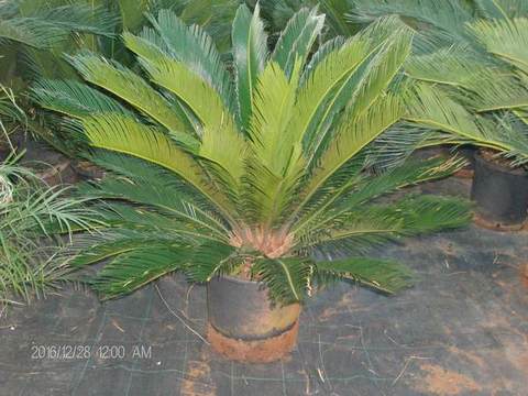 CYCAS REVOLUTA IN VASO ORNAMENTALE VASO 24 -