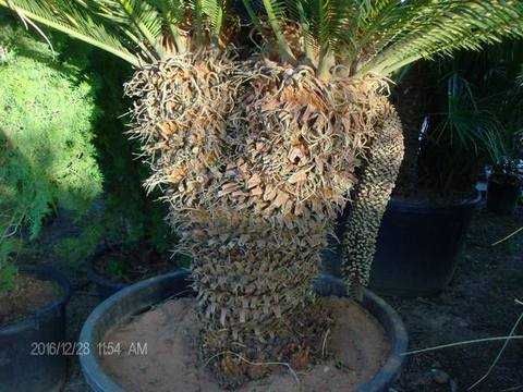 CYCAS REVOLUTA IN VASO ORNAMENTALE VASO 24 -