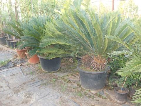 CYCAS REVOLUTA IN VASO ORNAMENTALE VASO 24 -