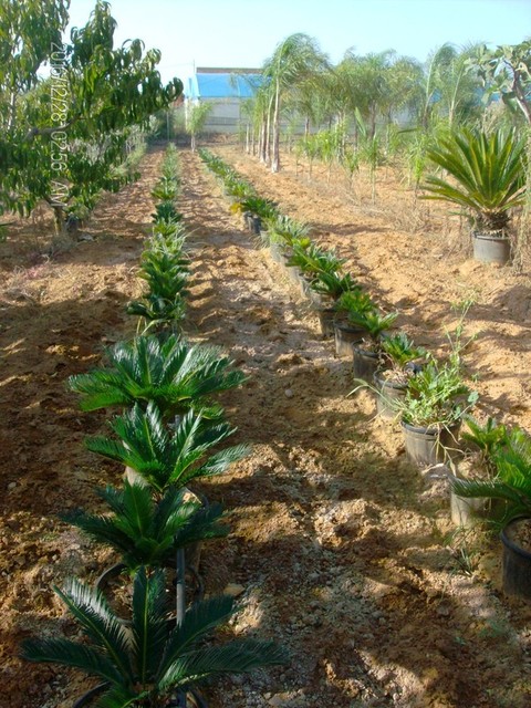 CYCAS REVOLUTA IN VASO ORNAMENTALE VASO 24 -