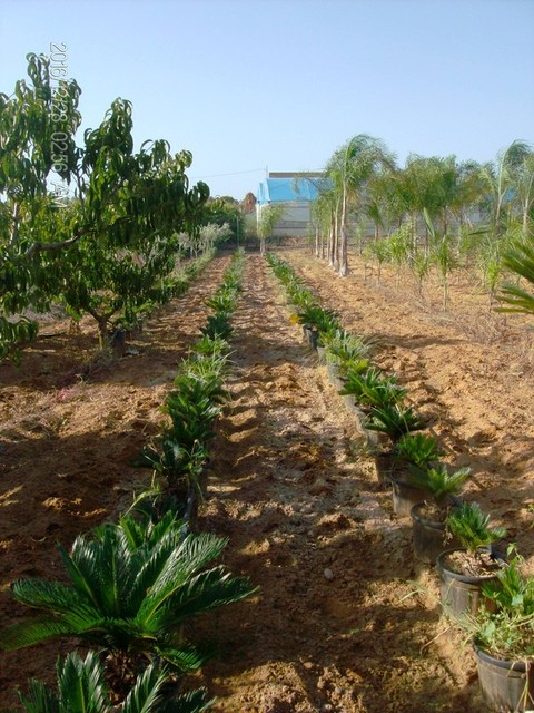 CYCAS REVOLUTA IN VASO ORNAMENTALE VASO 24 -