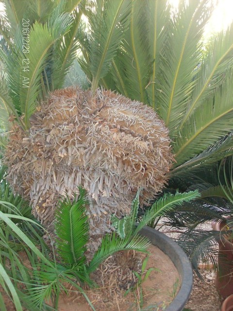 CYCAS REVOLUTA IN VASO ORNAMENTALE VASO 24 -