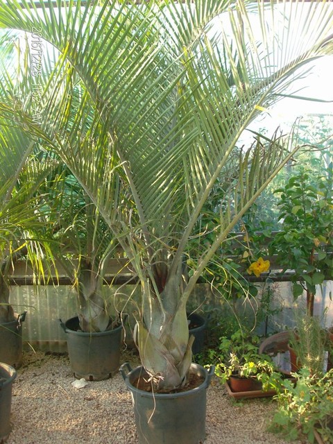 Dypsis decaryi in vaso ORNAMENTALE VASO 60/65 lt
