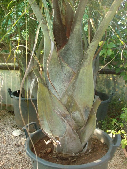 Dypsis decaryi in vaso ORNAMENTALE VASO 60/65 lt