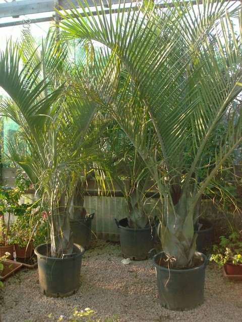 Dypsis decaryi in vaso ORNAMENTALE VASO 60/65 lt