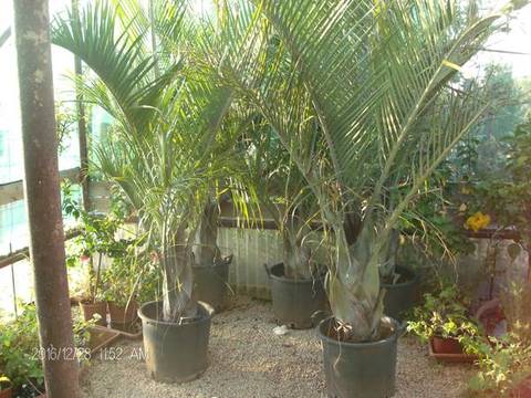 Dypsis decaryi in vaso ORNAMENTALE VASO 60/65 lt