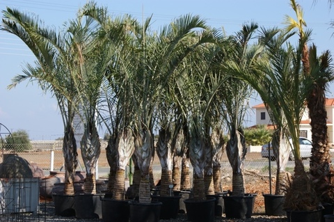 Dypsis decaryi in vaso ORNAMENTALE VASO 60/65 lt