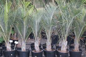 Dypsis decaryi in vaso ORNAMENTALE VASO 60/65 lt