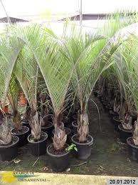 Dypsis decaryi in vaso ORNAMENTALE VASO 60/65 lt