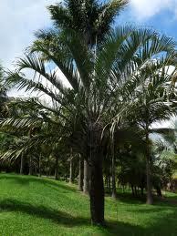 Dypsis decaryi in vaso ORNAMENTALE VASO 60/65 lt