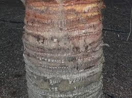 Dypsis decaryi in vaso ORNAMENTALE VASO 60/65 lt