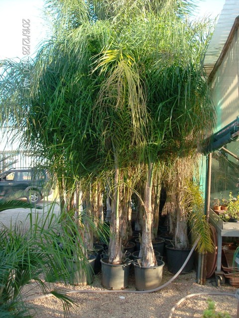 Cocus Plumosa vaso 20 ORNAMENTALE vaso 20