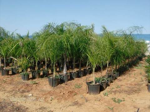 Cocus Plumosa ORNAMENTALE VASO 35