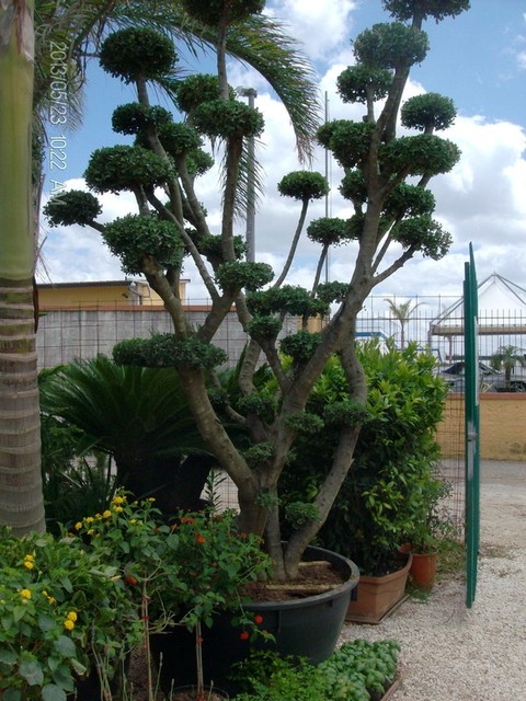 ULIVO RAMIFICATO A PALLA albero IN ZOLLA CON RETE