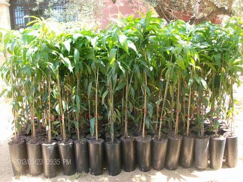 MANGO GLEEN albero innestato VASO CONICO 16\18