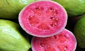Guayaba O GUAVA ALBERO TROPICALE VASO CONICO 16 - 18