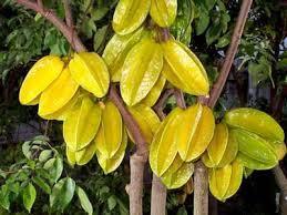CARAMBOLA ALBERO TROPICALE vaso 24 - 26