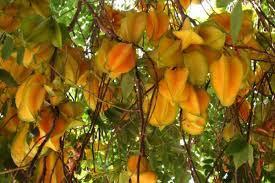 CARAMBOLA ALBERO TROPICALE vaso 24 - 26