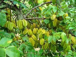 CARAMBOLA ALBERO TROPICALE vaso 24 - 26