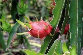 PITAYA  IN VASO PIANTA TROPICALE vaso 24 - 26