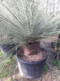 DASYLIRION LONGISSIMUM IN VASO  ORNAMENTALE VASO 200 L