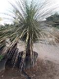 DASYLIRION LONGISSIMUM IN VASO  ORNAMENTALE VASO 200 L