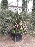 DASYLIRION LONGISSIMUM IN VASO  ORNAMENTALE VASO 200 L