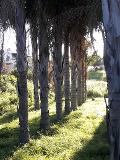 COCUS PLUMOSA DA ZOLLA ALT. 16 MT