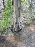 Cocus Plumosa vaso 20 ORNAMENTALE vaso 20