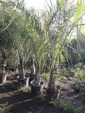 Cocus Plumosa vaso 20 ORNAMENTALE vaso 20