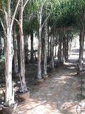 Cocus Plumosa vaso 20 ORNAMENTALE vaso 20