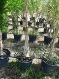 Cocus Plumosa vaso 20 ORNAMENTALE vaso 20