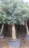 FICUS AUSTRALIS albero VASO 240 L