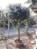 METROSIDEROS ALBERELLO albero VASO 35