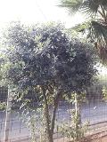 METROSIDEROS ALBERELLO albero VASO 35