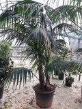 KENZIA DA ESTERNO ORNAMENTALE ZOLLATA CON RETE