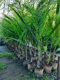Cocus Plumosa vaso 20 ORNAMENTALE vaso 20