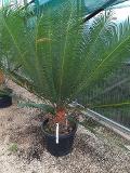 CYCAS PANZHIHUAENSIS ORNAMENTALE VASO 30 - 35