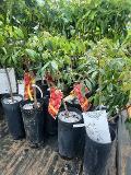 LITCHI IN VASO varierà chinensis VASO CONICO 16\18