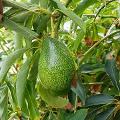 Ettinger AVOCADO ALBERO TROPICALE VASO CONICO 16\18
