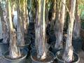 Cocus Plumosa vaso 20 ORNAMENTALE vaso 20