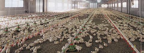 Alimentazione Automatica per Polli e Anatre RP  - Alcamo (Trapani)