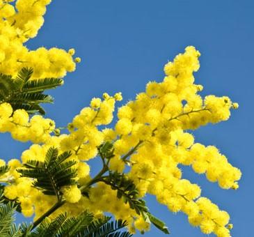 FESTA DELLA DONNA 2026  Mimosa fresca e artificiale - Articoli Confezionamneto