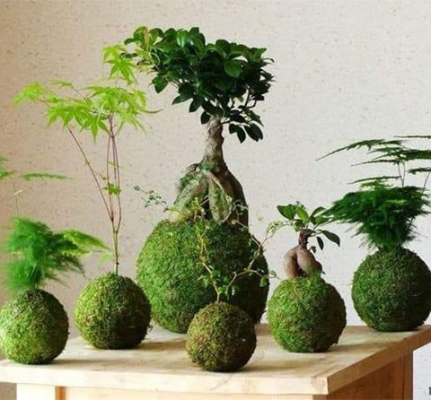 Kokedama