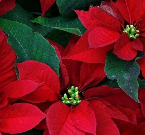 IL TUO NATALE -  Alberi - Luci - Fiori artificiali - Palline e Decori diversi